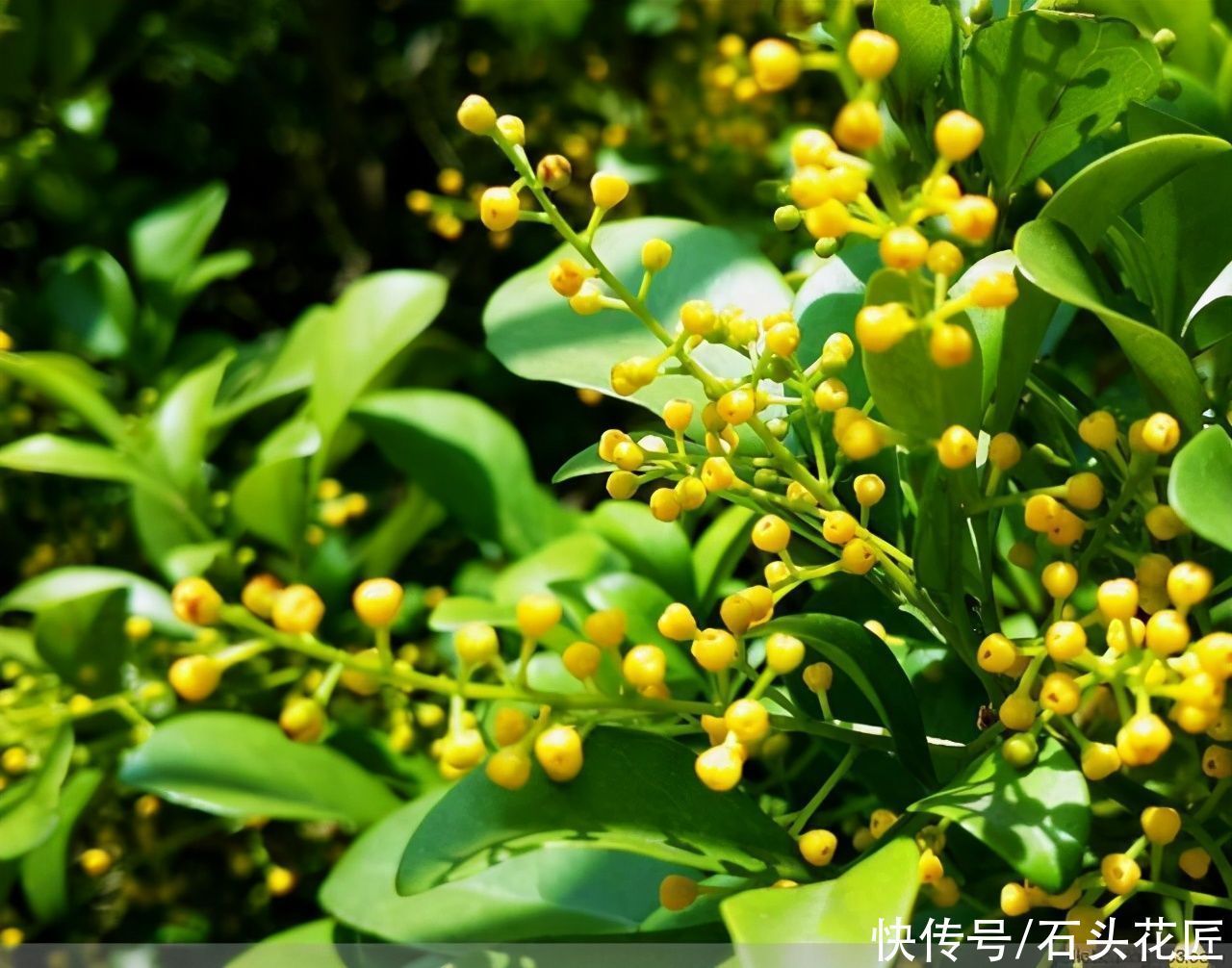 栽种|3种花,在北方很多人都“养不活”,可以说养1盆死1盆