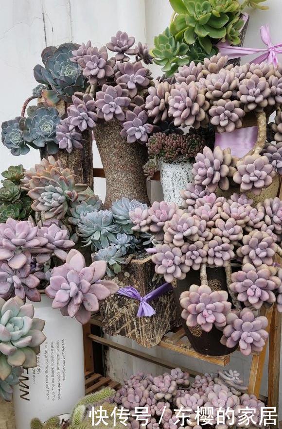 红透|多肉美翻天?就要“3个套路”,又冻又晒“红透”天