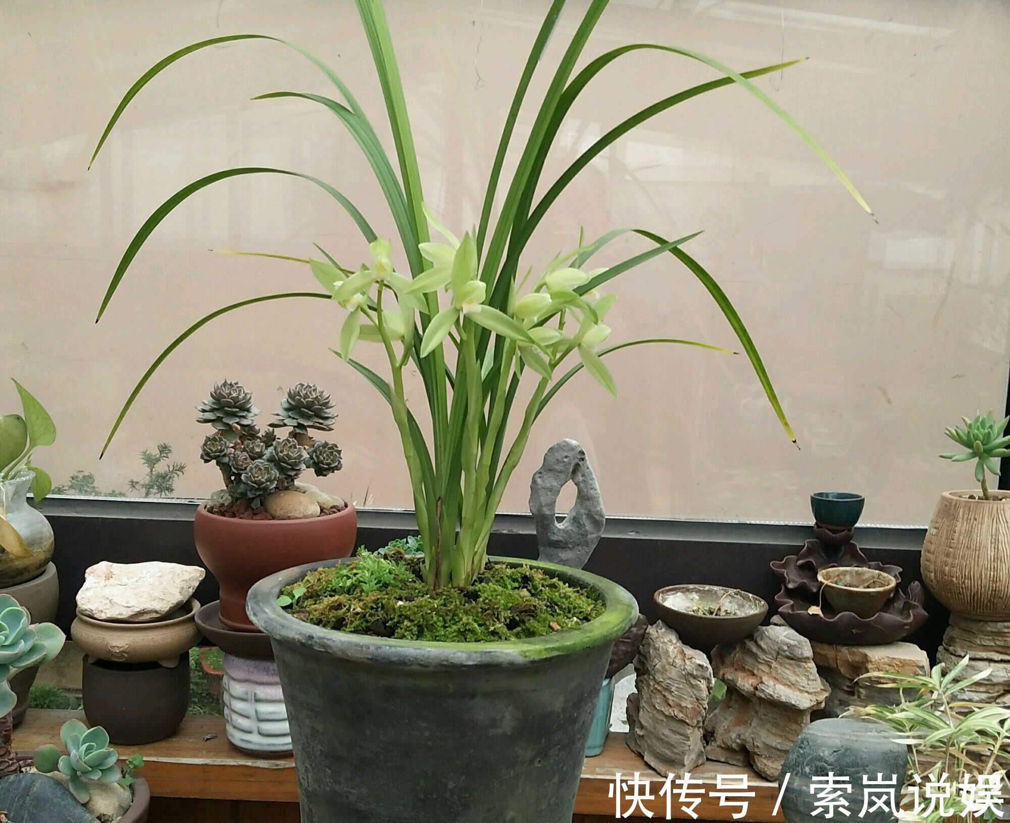 兰花植株根系腐烂而没有根了还能长出来吗兰花新苗上盆焦尖咋办