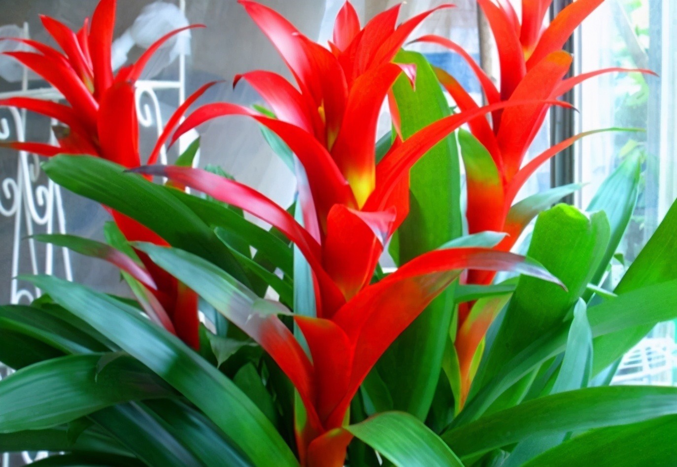 观音竹|建议中老年花友：养花就养4种，寓意是真的好