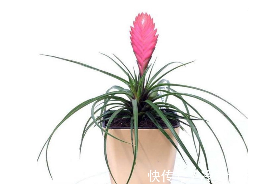 发财树|养花请别再相信几天浇一次水，正确的浇水方法全在这！