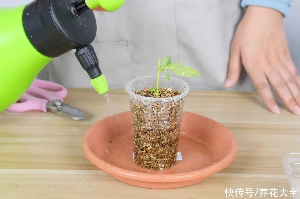 7种“落地生根”花，春天多插几棵，成活率特别高