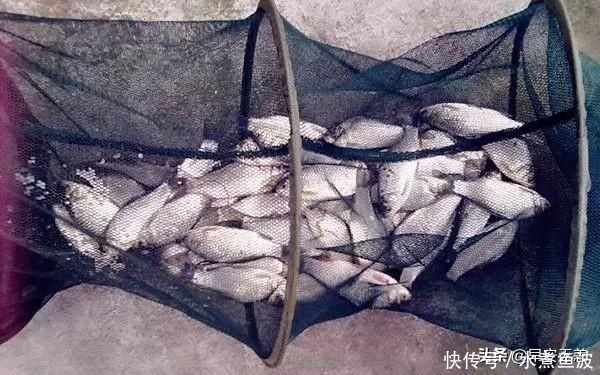 十钓九空原来这饵才是大鲫鱼的最爱,后悔没早一点发现