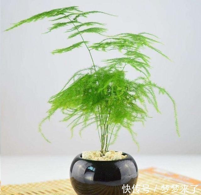 家人|家里万万要养这5种花,家人至少长寿十年,有钱人家里都喜欢种养