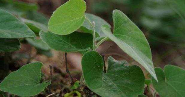 冬病夏治|农村最为神奇的野草,用它泡酒可以预防疾病,可祛湿缓解关节疼痛