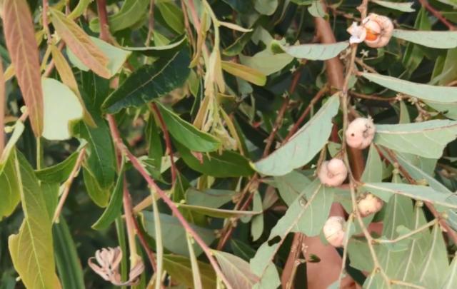 中年|没想到这种果子是治牙痛良药,城里药店买不到,在农村却无人摘