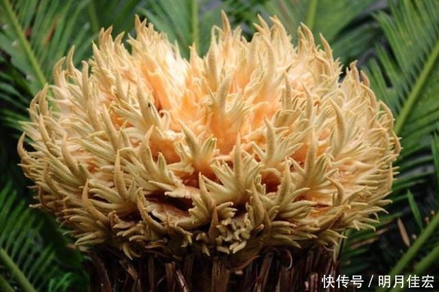 4种可以在家中盆栽的“树”,皮实好养颜值高,第四种养的人很少