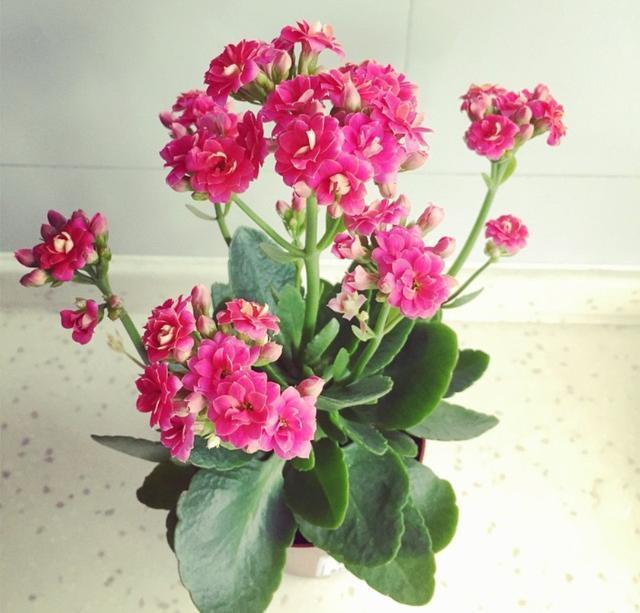 黄豆一处理，秒变万能肥，比淘米水还好用！