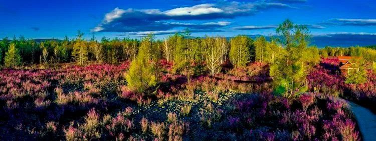 杜鹃湖畔毕拉河 醉红簇簇惹春风|美图 | 醉红簇簇惹春风