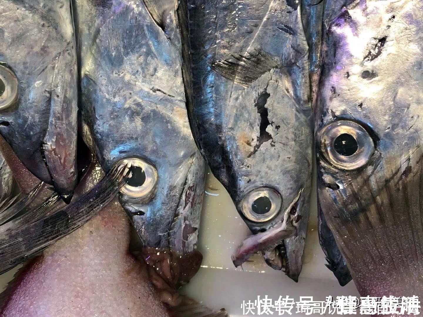 黑眼睛|买带鱼,黑眼睛和黄眼睛哪种好吃?老渔民教3招,带鱼新鲜味道正