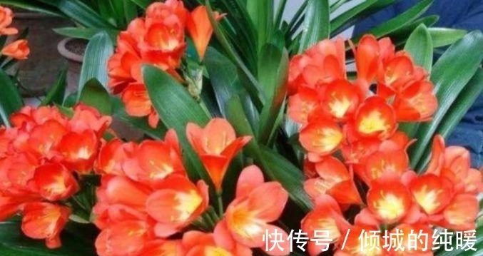 茉莉花|养花就养这几款，花朵小巧玲珑，四季有花开，花香四溢飘满屋，美