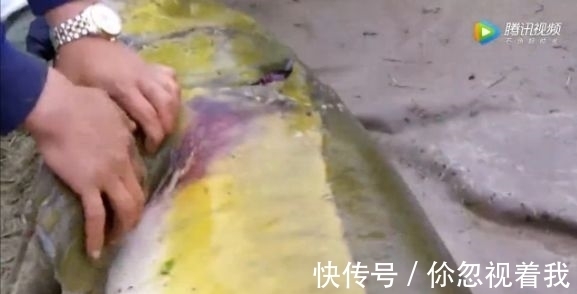 男子钓到200斤大鱼,众人帮忙捞上岸,看着让人羡慕