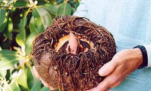 高血糖|糖尿病别害怕,一定要多吃“降糖4君子”,可以稳定血糖难升高