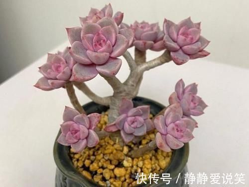 精致|红粉佳人悬崖桩、直立桩都漂亮,我更喜欢直立桩,像精致的艺术品