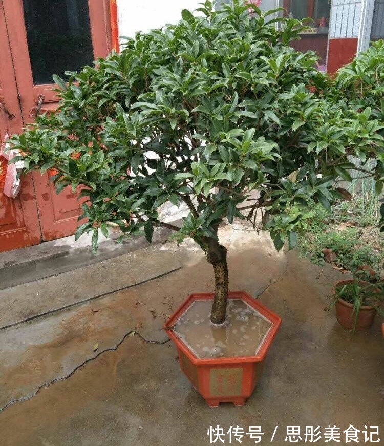 8种“富贵花”自带好运,花大优美,能养几十年,能值很多钱