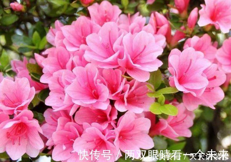 夏杜鹃|3种花生命力顽强,沾土就活,不用管也能花开200天
