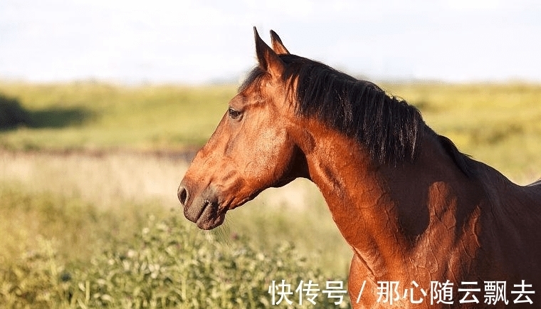 运势|属相马进入10月，运势有所上升，事业也会有贵人相助