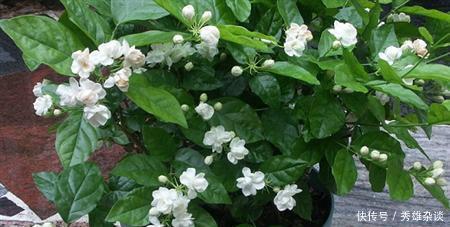 枝条|养茉莉花,盆里放几粒“小东西”,花儿怒放、芳香,一年开花不断