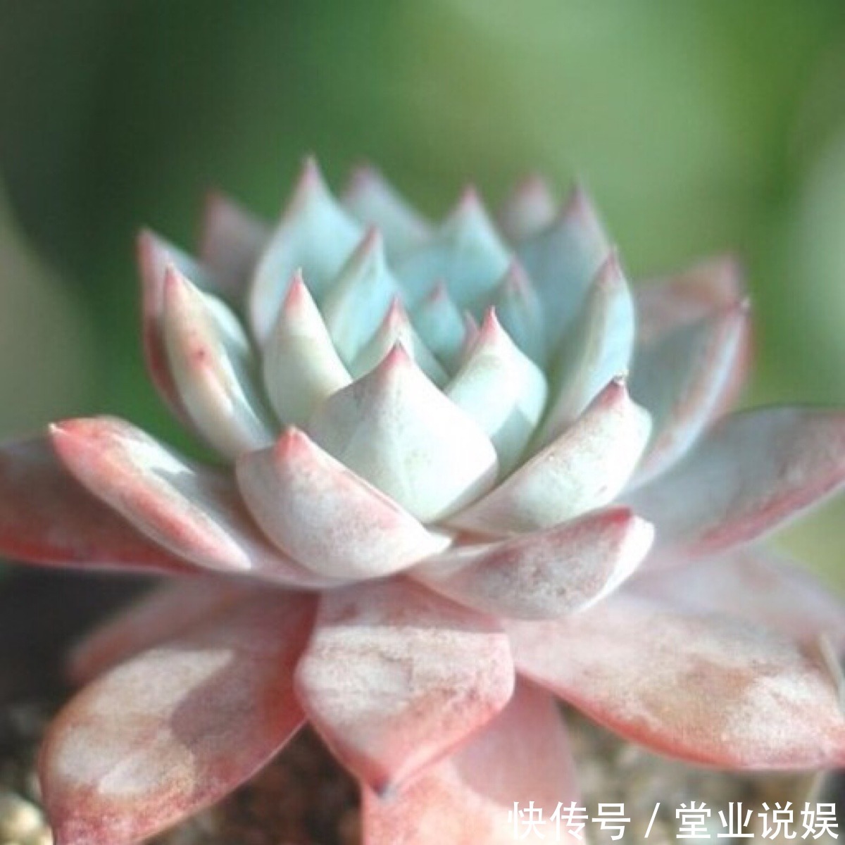 他把多肉上的白霜擦掉,结果一周就养死了,原来里面有这玄机!