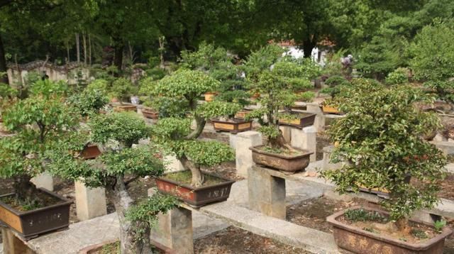 观赏|养花大神都会的一个“细节”，盆景养护，摘叶很重要，你会吗