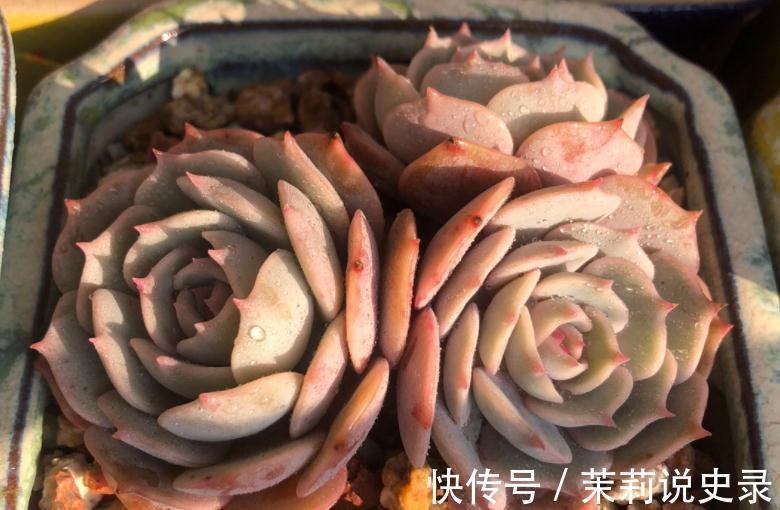 这3款多肉特容易养残,园艺新人甭轻易被它们的高颜值骗了!