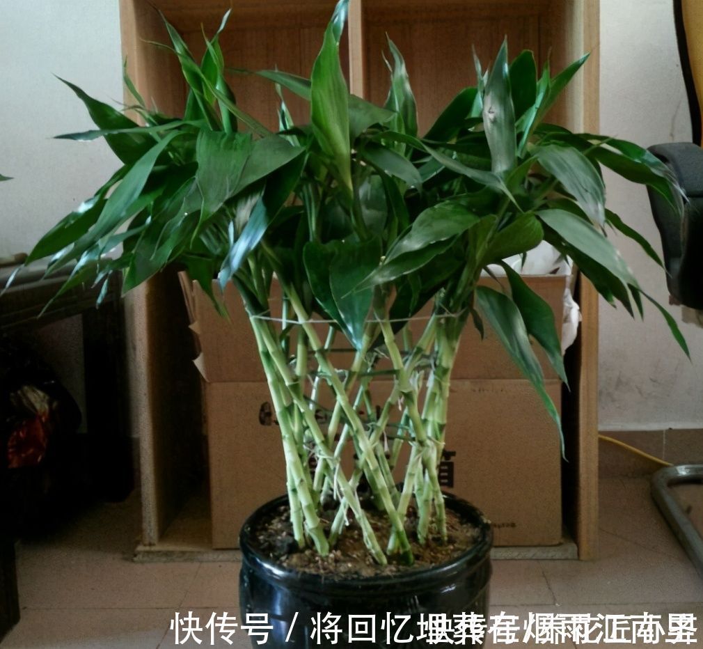 枝条|不会扦插不要急,这6种植物,一根枝条剪成多段,插土里就活