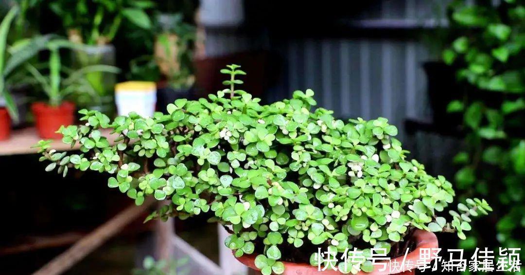 美观|马齿苋属多肉三种你分清了吗?一起认识一下吧,美观清丽又脱俗
