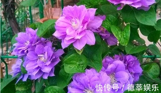 姐姐在小院里种一种花，开花实在太漂亮，路过的人没有不夸的