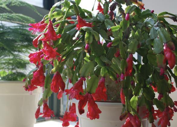 开花期|养殖蟹爪兰,做好4点,冬日开花叶子比花多