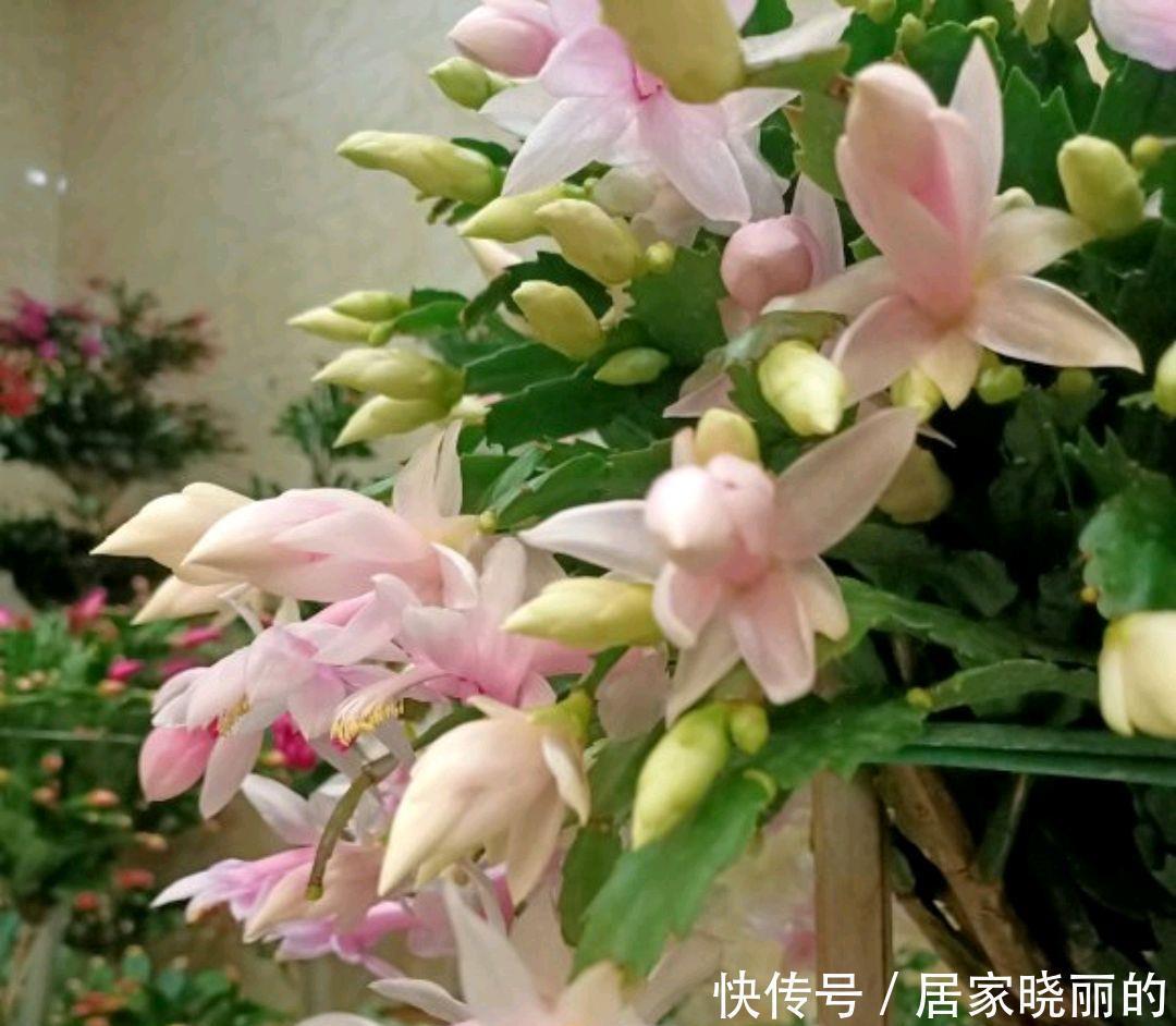 蟹爪兰的叶片从绿色变红了惹人爱,变异还是出锦,来一睹芳容