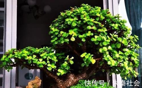 草本植物|金枝玉叶是马齿苋吗？怎么样施肥和浇水，才能让她真正成为金枝玉叶呢？