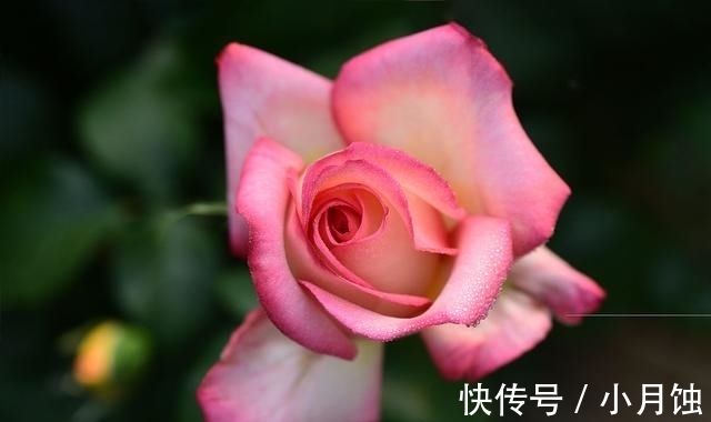 冬季养月季花,做好4要点,顺利越冬,来年开花多又艳