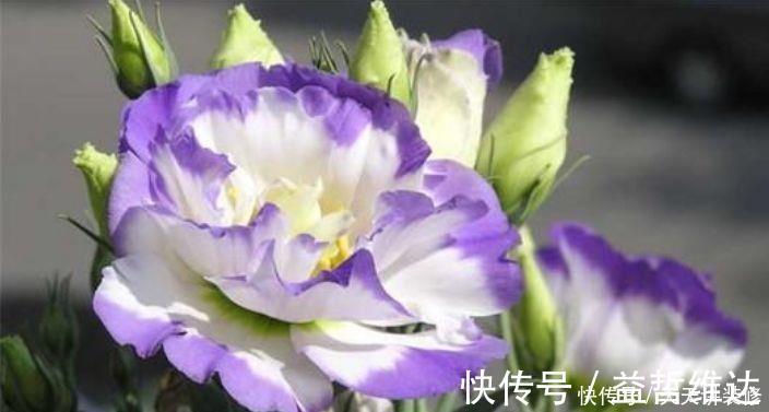 妖娆|4种花是真正的开花机器,花姿妖娆,姿色艳丽