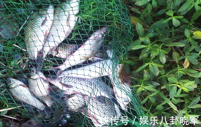 钓友|每次钓鱼都用这个方法,从来没有“空军”过,屡试不爽