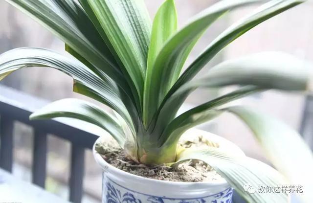老花农的一勺油,君子兰居然叶片肥绿,爆盆开花!
