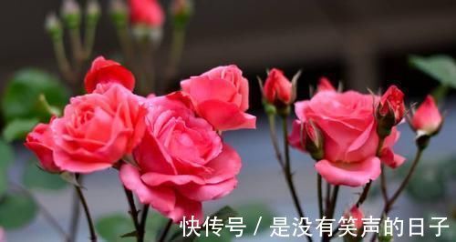 叶子|养花想要叶子肥绿？教你几招，叶子油绿、新芽挤满盆！