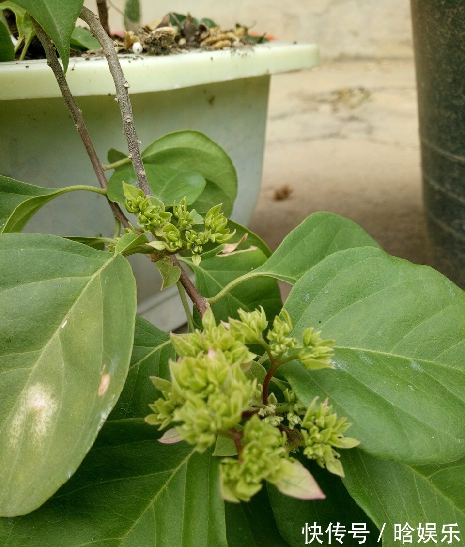 修剪|养月季、三角梅，花前浇一点、花后剪一刀，花朵想开几次有几次