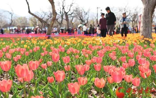 刘家峡：郁金香花开惹人醉