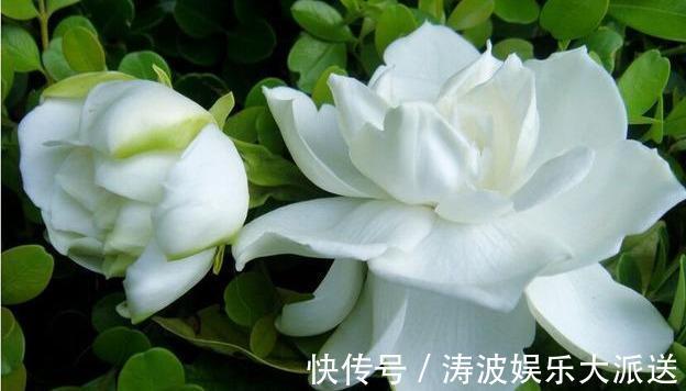 栀子花|栀子花这样养，“爆发力”大，枝上满侧芽，侧芽全开花！