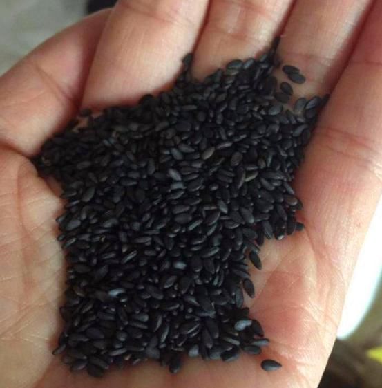 生活中有3种“黑东西”,都是养蟹爪兰的“好宝贝”,养1盆爆1盆