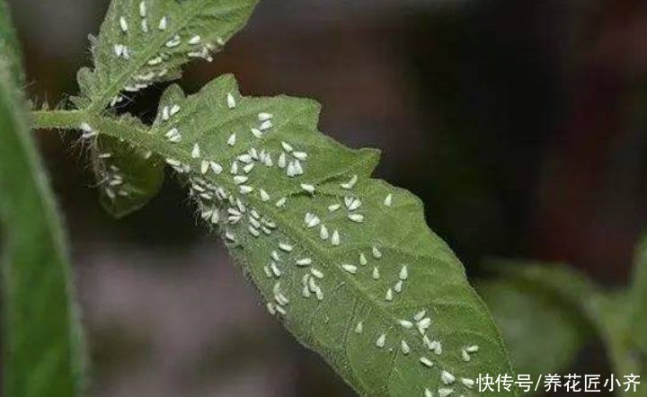 养花的4种虫害，打药都很难清除，如果遇到，用这些方法试试