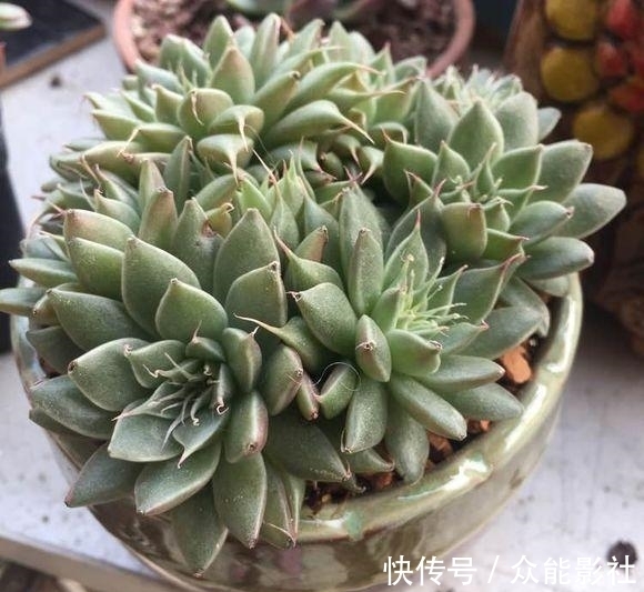 姬小光|经过夏天的酷晒,我家的多肉变成了这样