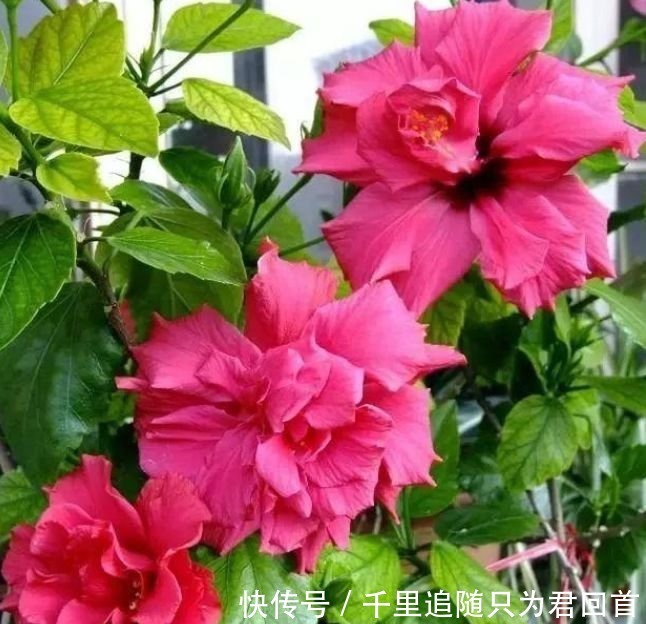 长寿花|超好养的4种花,人人都喜欢,叶子油绿,花朵漂亮!