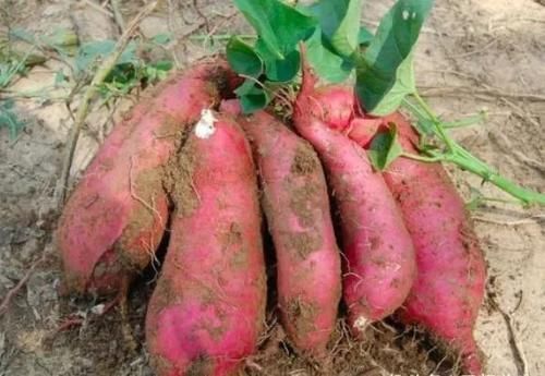 营养均衡|红薯尽量少吃,最好不吃,不要再忽略了,尤其是糖尿病患者