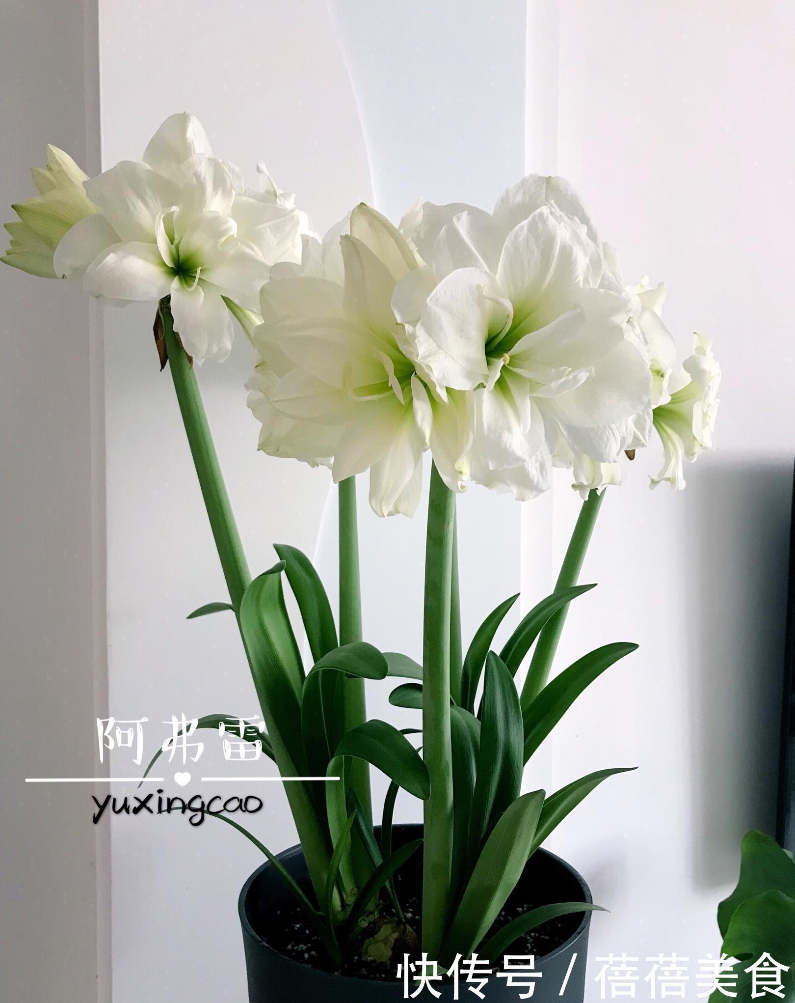 朱顶红中的“花机器”,勤花的“阿弗雷”,爆花的“王者”