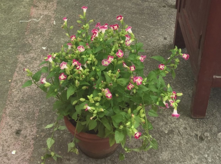 养花|阳台养花，夏季多栽些矮种牵牛花，家里轻松变成花海、花瀑布