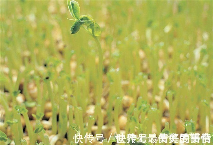 犹太民族#犹太人的富人思维:“卖豆子”思维,读懂它,教你变得不平凡