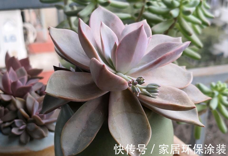 露天|什么状态下的多肉植物初恋,放养也能养出好状态