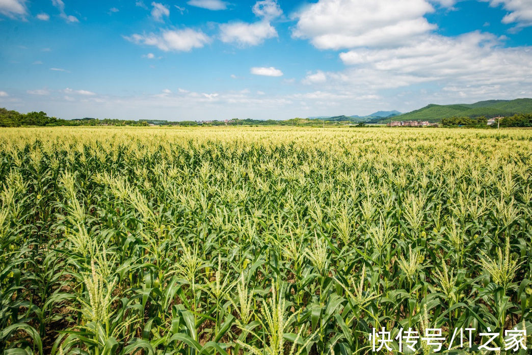 年货|30亿红包助推家乡好物 拼多多携百万品质商家为8亿消费者备齐年货