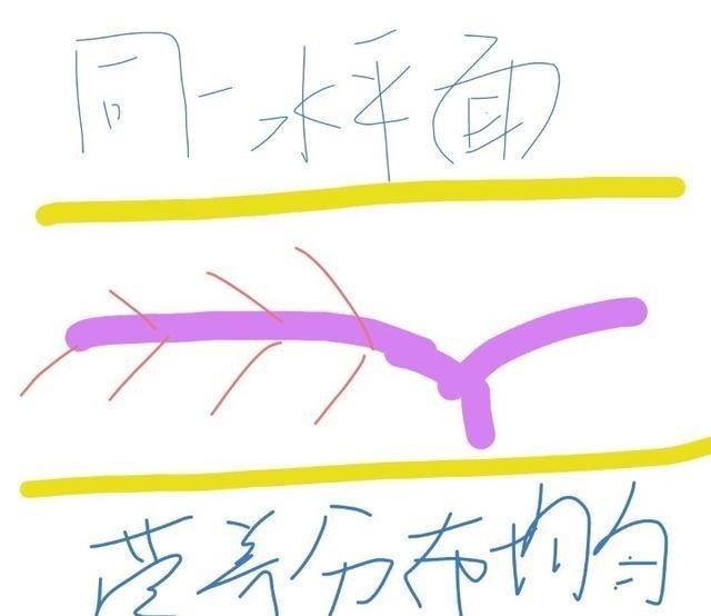 什么叫月季横拉月季横拉的枝条开花后如何修剪